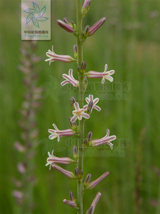 藁本神农本草经,神农本草经葛根原文
