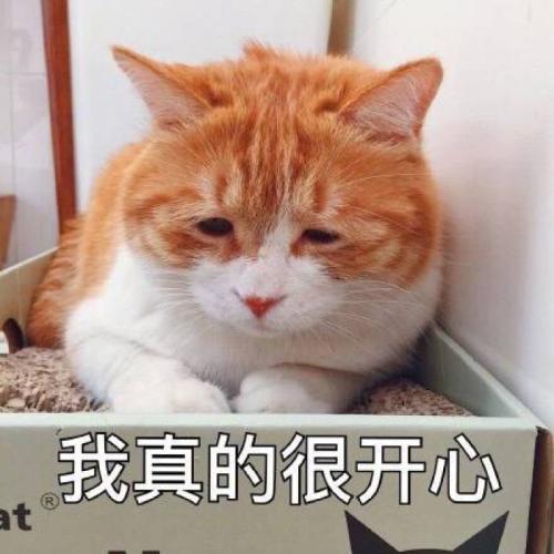 给猫咪取好听的名字该取哪些呢,给猫咪取名要取什么样的名字呢