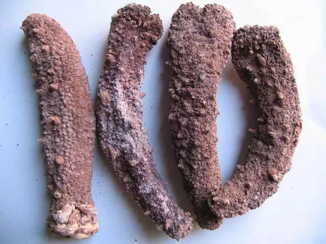 海参的图片和海参的知识,海参介绍的视频