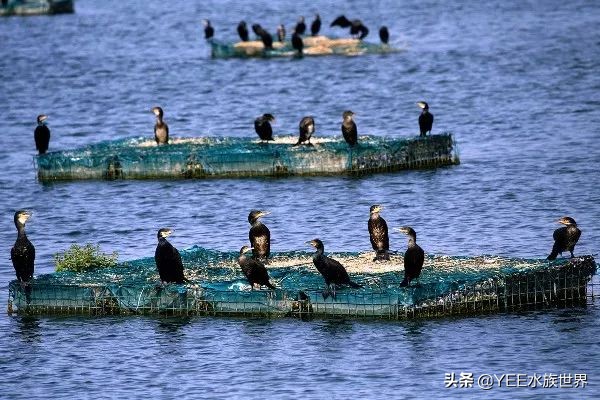 鱼鹰老人：可不可以，不要忘了我们