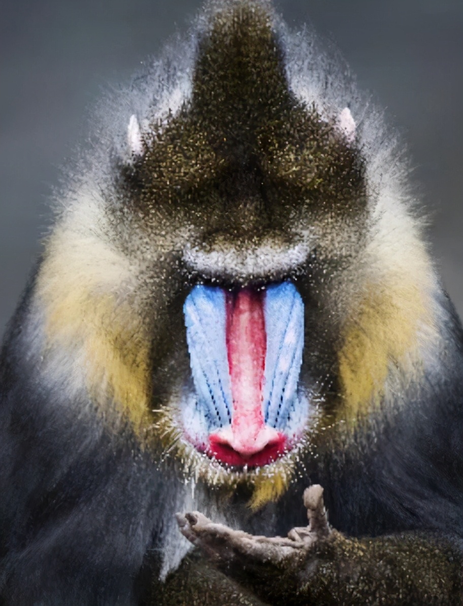 揭秘动物世界的“冷知识”,动物世界中的奇妙之处