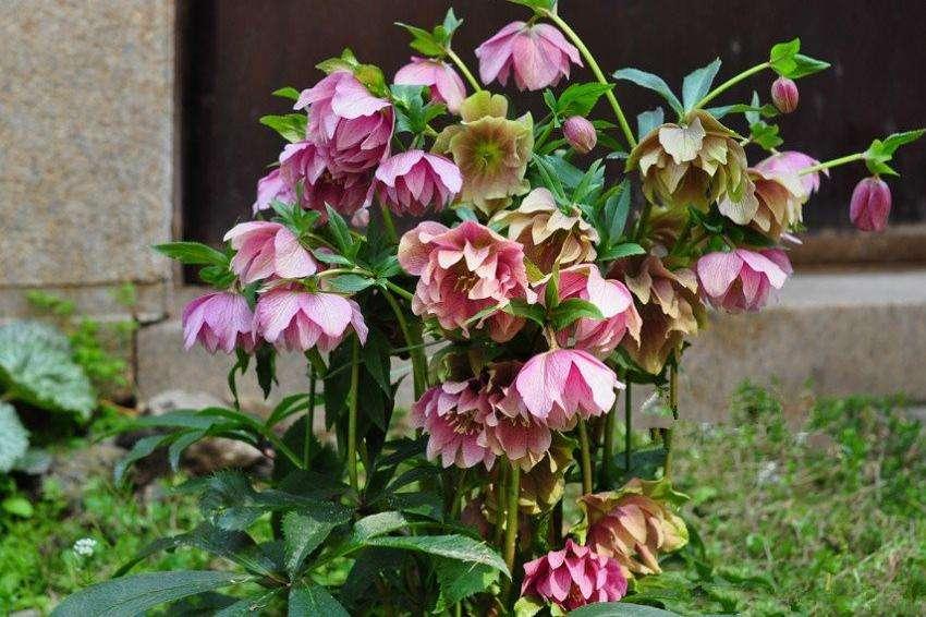 冬天零下冻不死的花,零下十度也冻不死的茉莉花