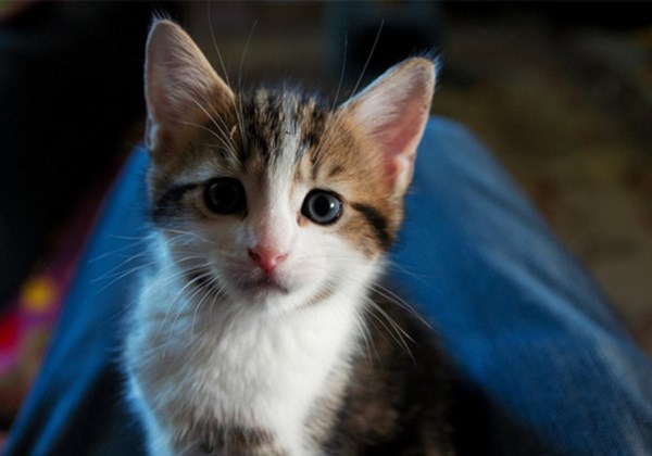 猫咪上卫生间怎么弄,猫咪上厕所弄得满地都是猫砂