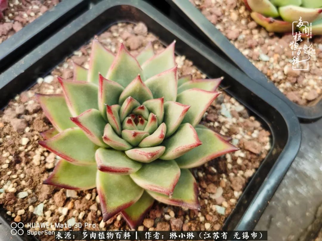 多肉变美是需要时间的,千万别辜负了多肉变美的黄金季节