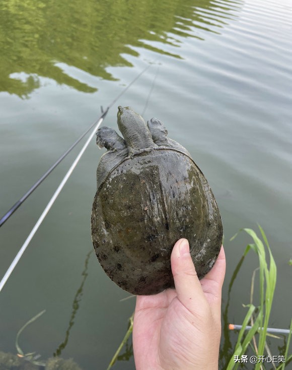 野外捡到一只野生龟,市民捡到一只野生龟