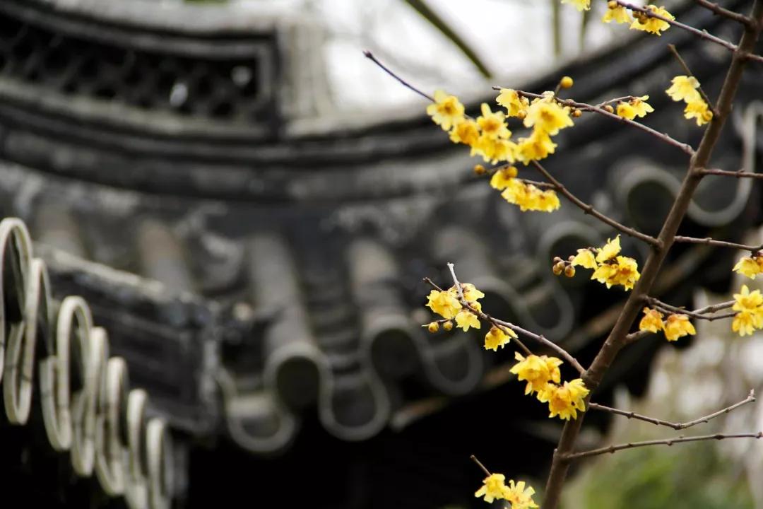 腊梅怒放,蜡梅始盛开暗香扑面来
