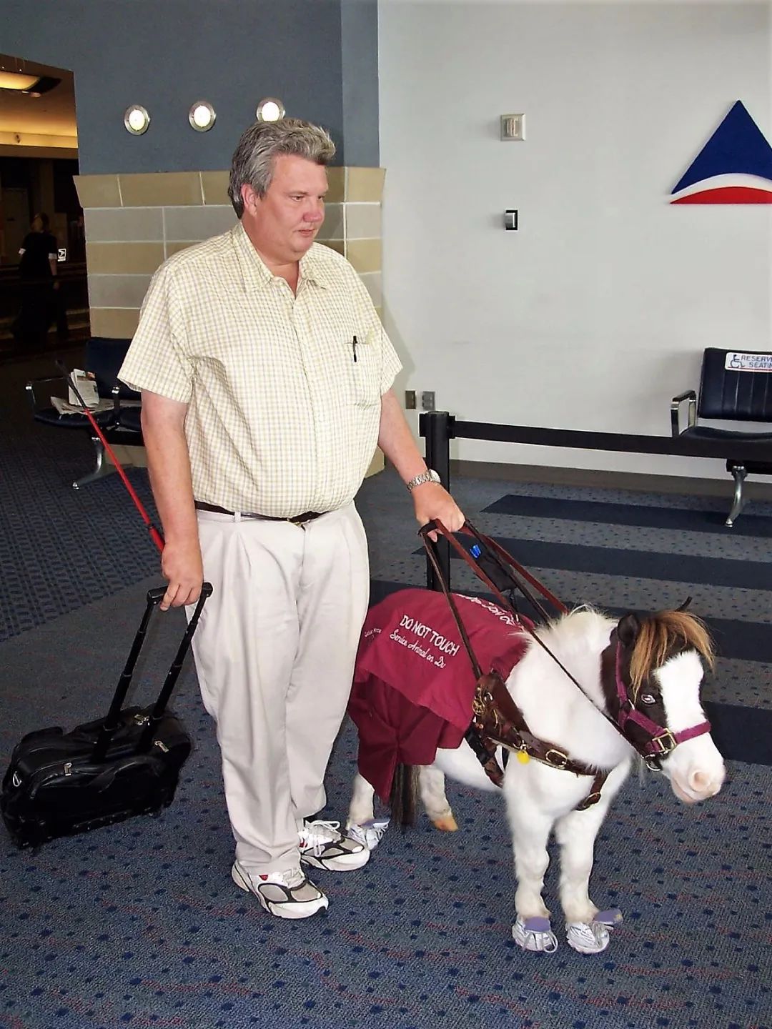 导盲马寿命有多长,导盲马可以看多远