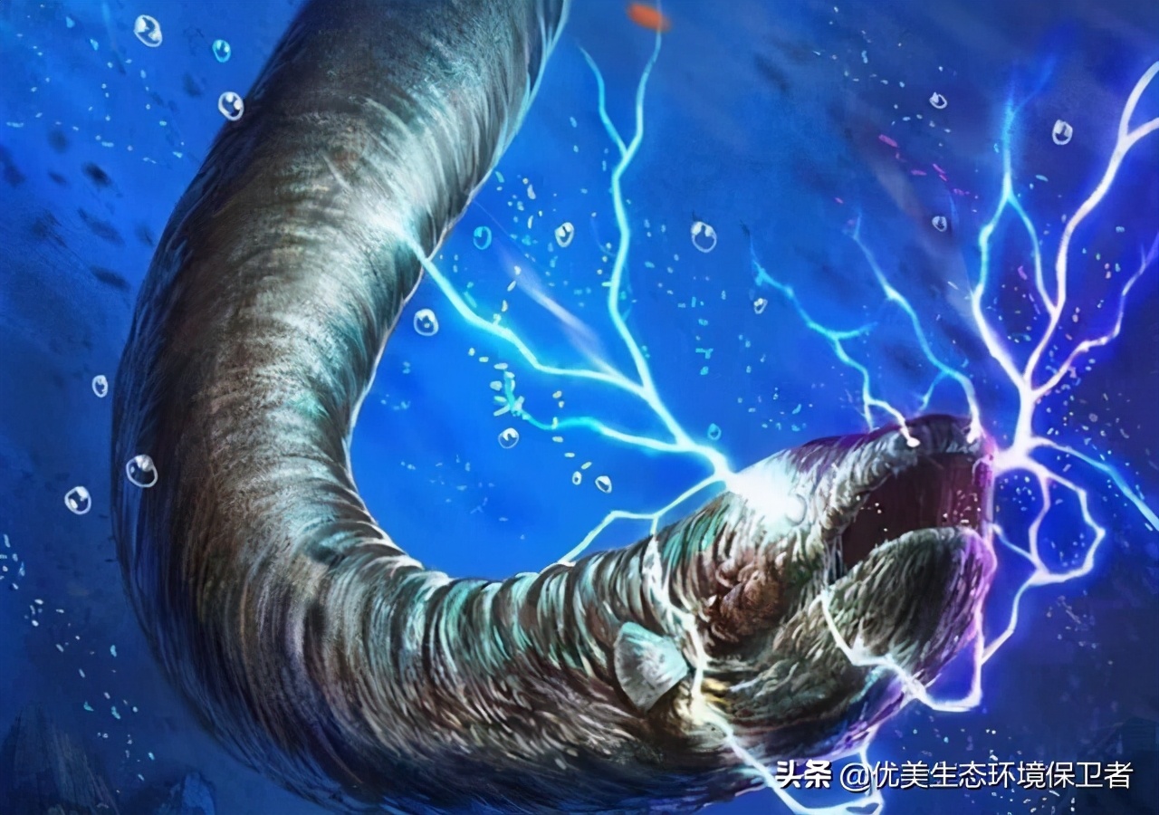 电鳗可以给手机充电吗,用电鳗给手机充电