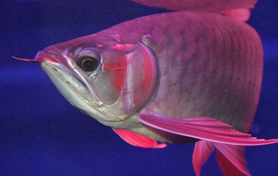 龙鱼疾病治疗视频,龙鱼常见病100种