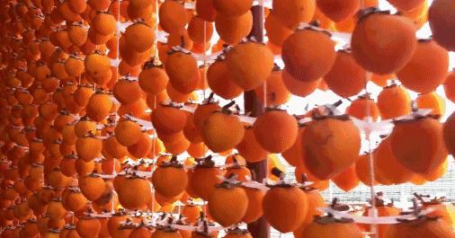 摘柿子做柿饼,摘了好几天的柿子能做柿饼吗