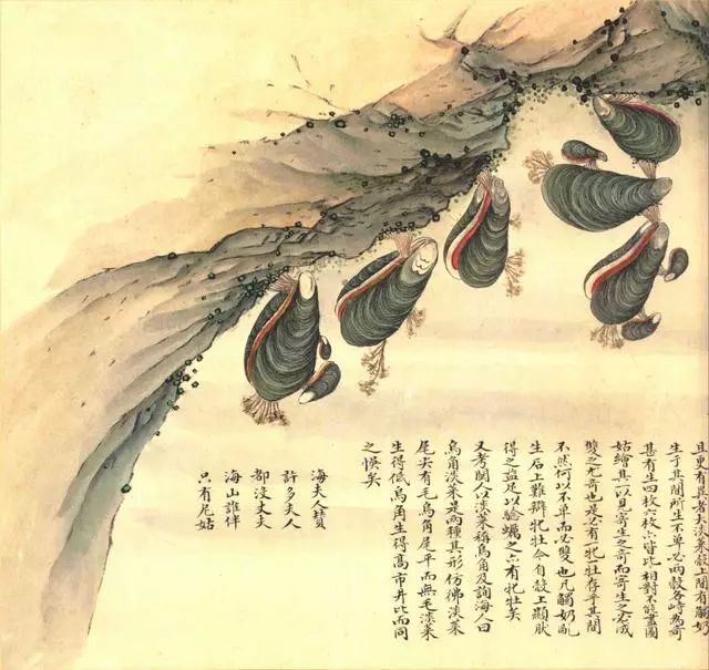 清代海错图有用吗,故宫海错图展