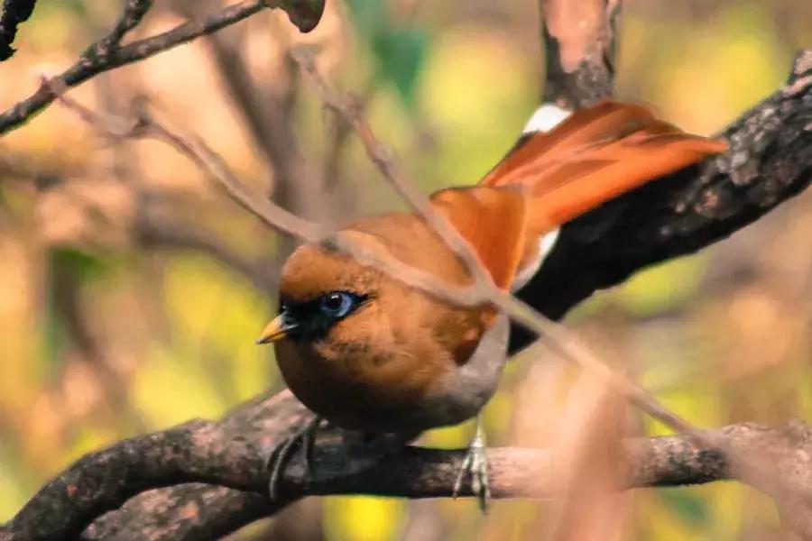 澳洲什么情况下可以出境,澳大利亚旅游出境会问什么