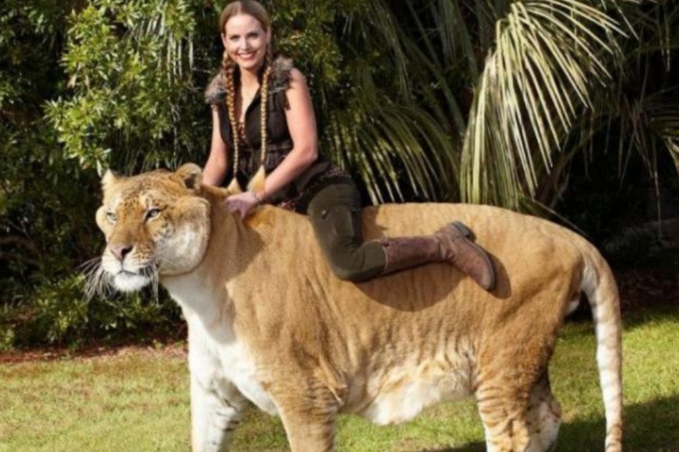 狮虎兽400斤,狮虎兽最大体重五百多公斤