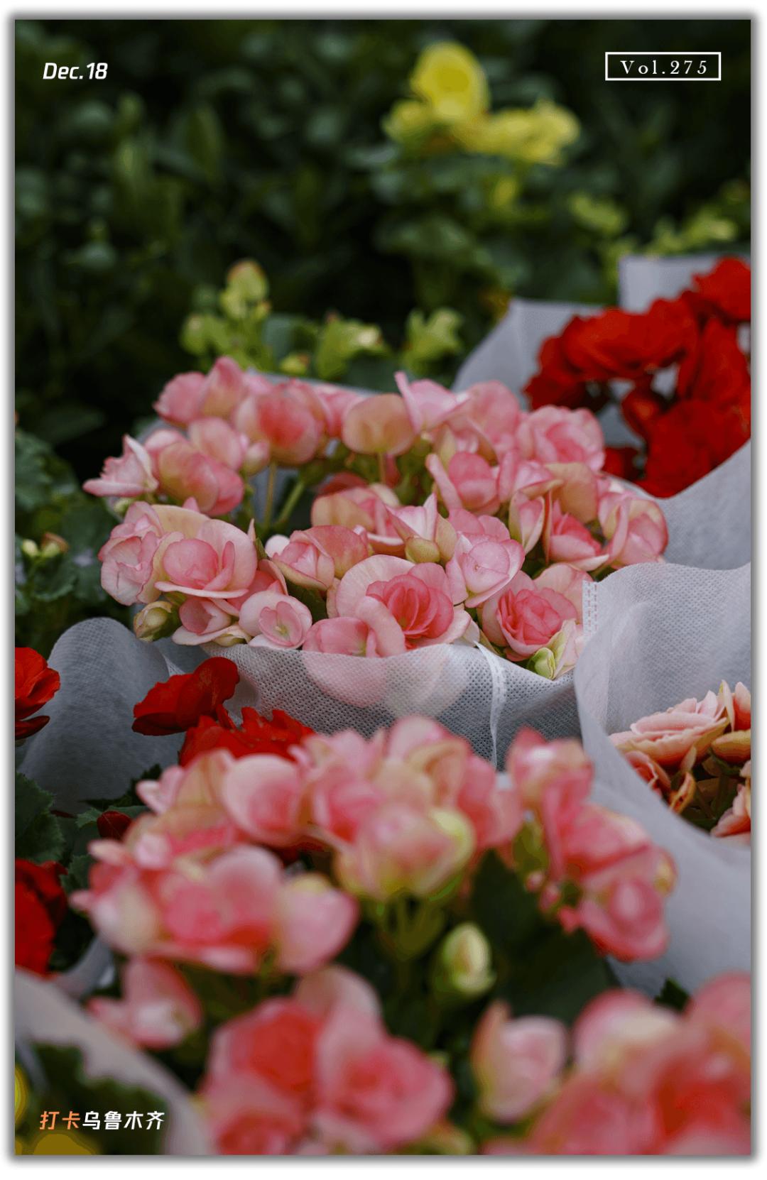 乌鲁木齐附近最便宜的花市,乌鲁木齐市花街在哪里