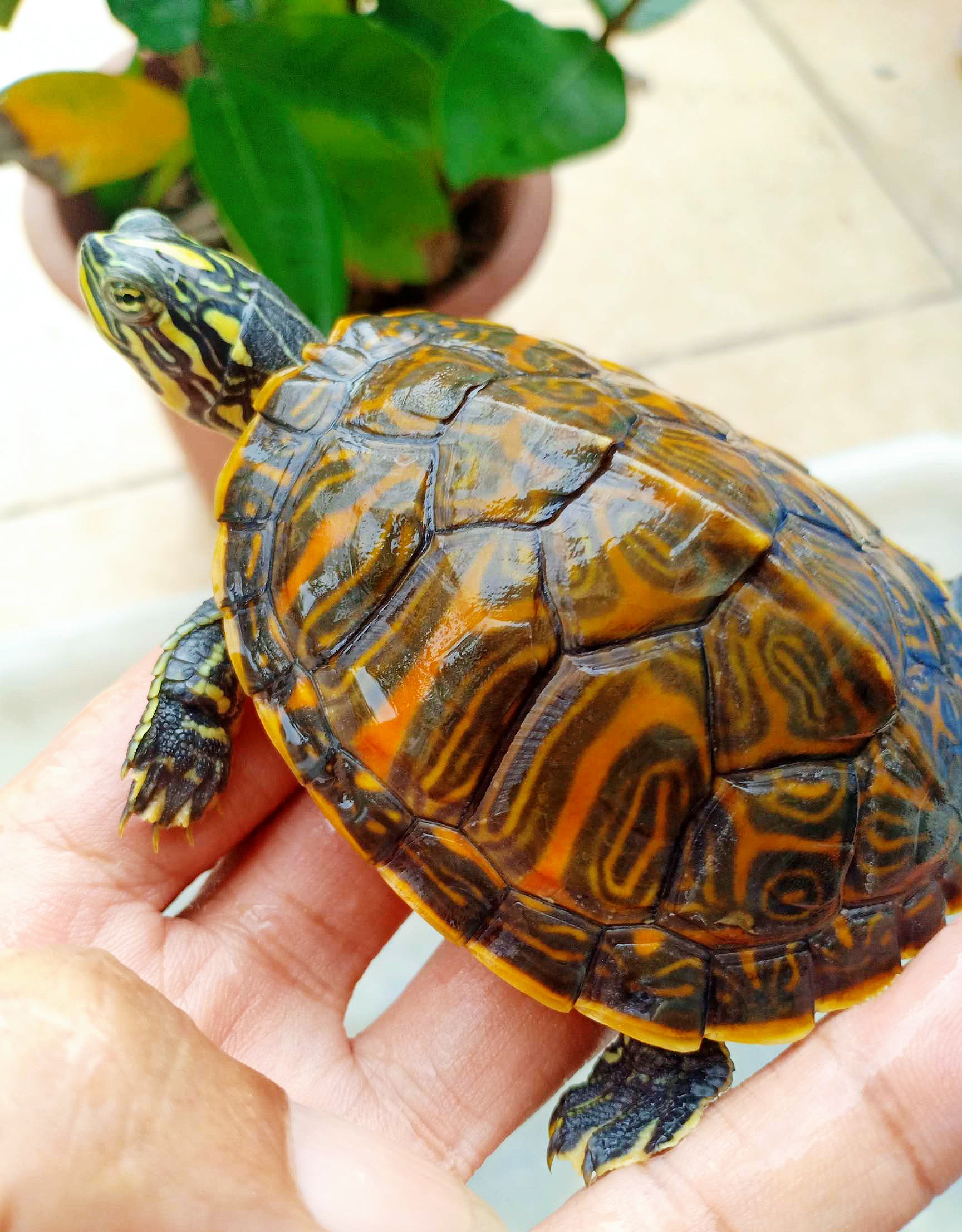 宠物乌龟治疗,乌龟尾巴有点小断尾怎么处理