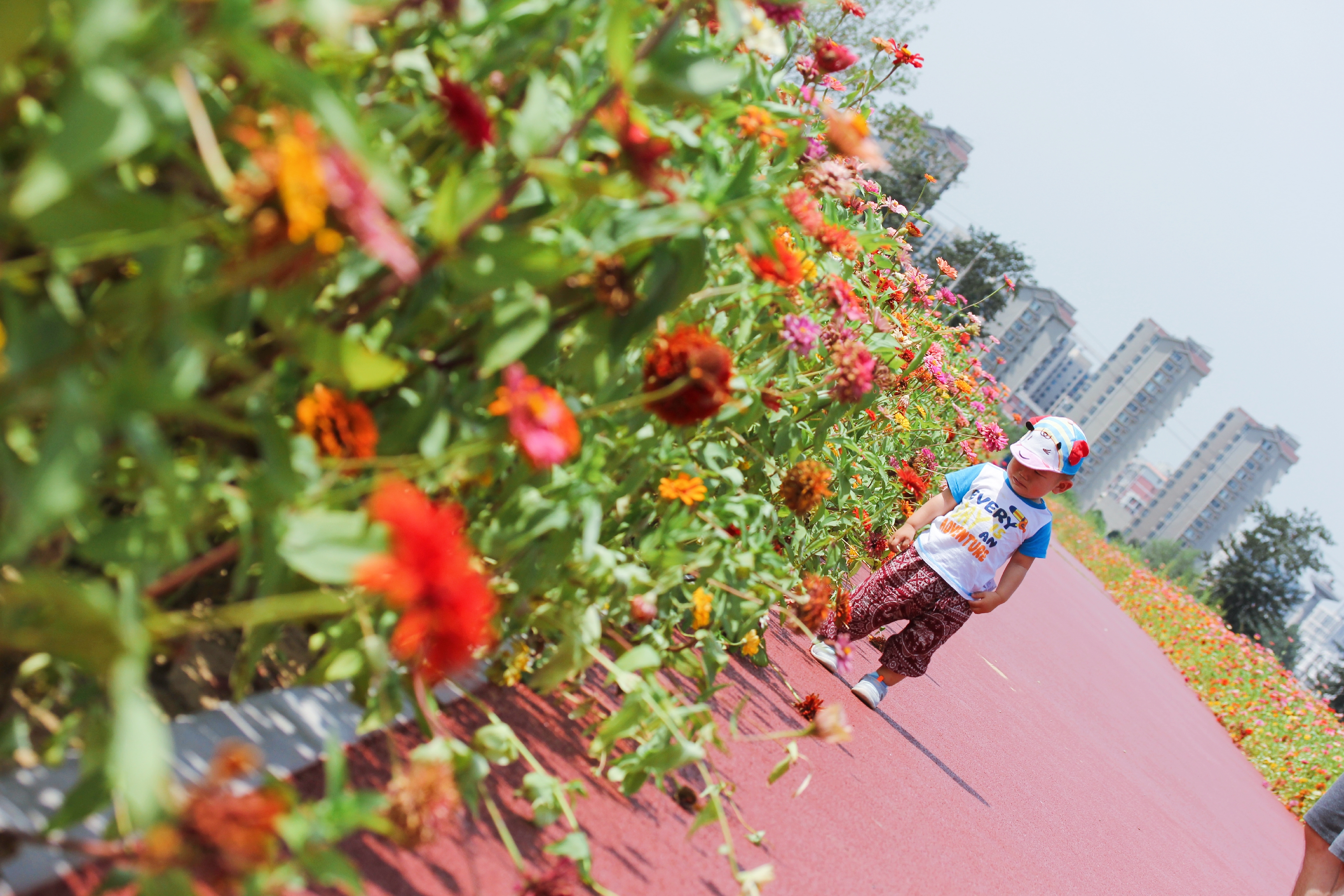 北京有哪些公园有足球场,北京超大绝美花海在哪儿