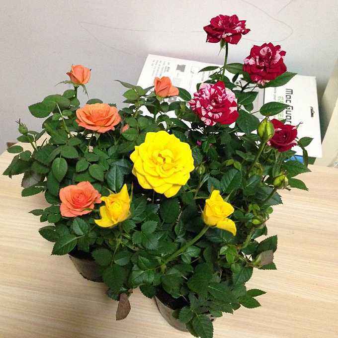 玫瑰花养活的小技巧,玫瑰花盆栽怎样容易养活