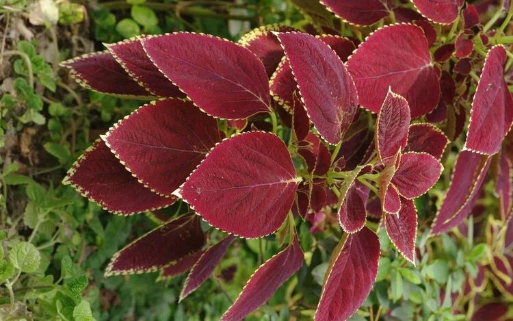 上山挖的野菜又美味又营养,大山里美味的野菜野生药材