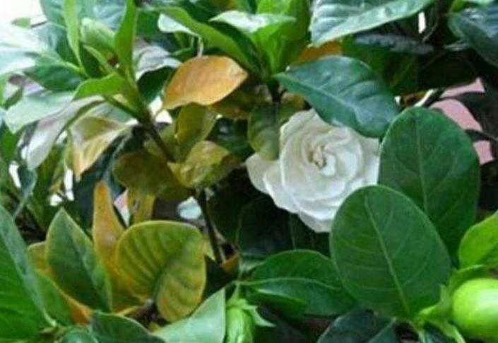 植物黄叶就用它调理,植物黄叶用什么挽救