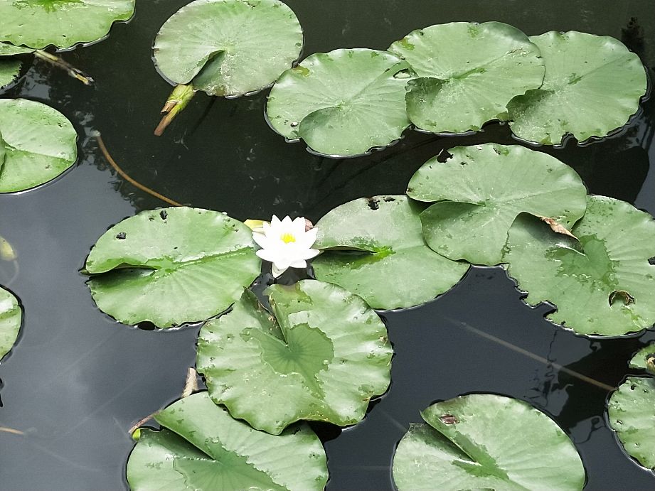 山色空蒙雨亦奇西湖两日休闲路线,山色空蒙雨亦奇借母溪游记
