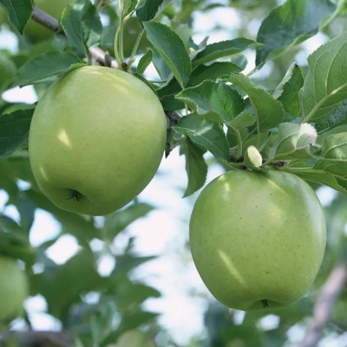 水果诗歌英文,水果诗原创