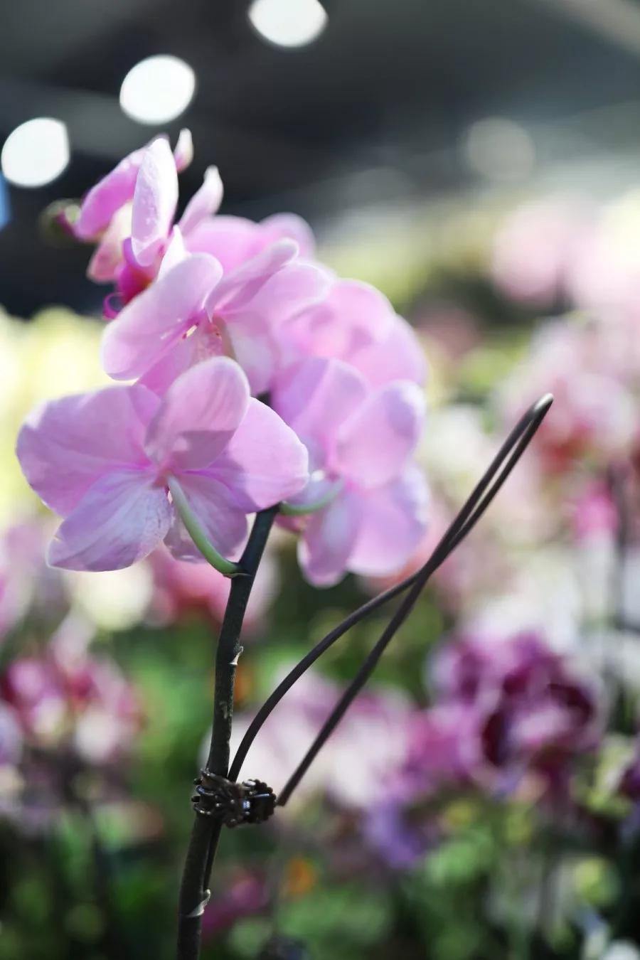 <html>
<head><title>502BadGateway</title></head>
<body>
<center><h1>502BadGateway</h1></center>
<hr><center>nginx</center>
</body>
</html>
<!--apaddingtodisableMSIEandChromefriendlyerrorpage-->
<!--apaddingtodisableMSIEandChromefriendlyerrorpage-->
<!--apaddingtodisableMSIEandChromefriendlyerrorpage-->
<!--apaddingtodisableMSIEandChromefriendlyerrorpage-->
<!--apaddingtodisableMSIEandChromefriendlyerrorpage-->
<!--apaddingtodisableMSIEandChromefriendlyerrorpage-->
