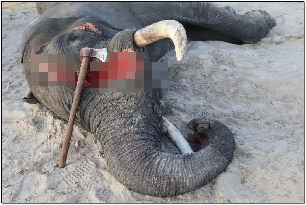 文玩背后的阴暗——鲜血淋漓惨不忍睹！人性居然能恶毒到如此地步