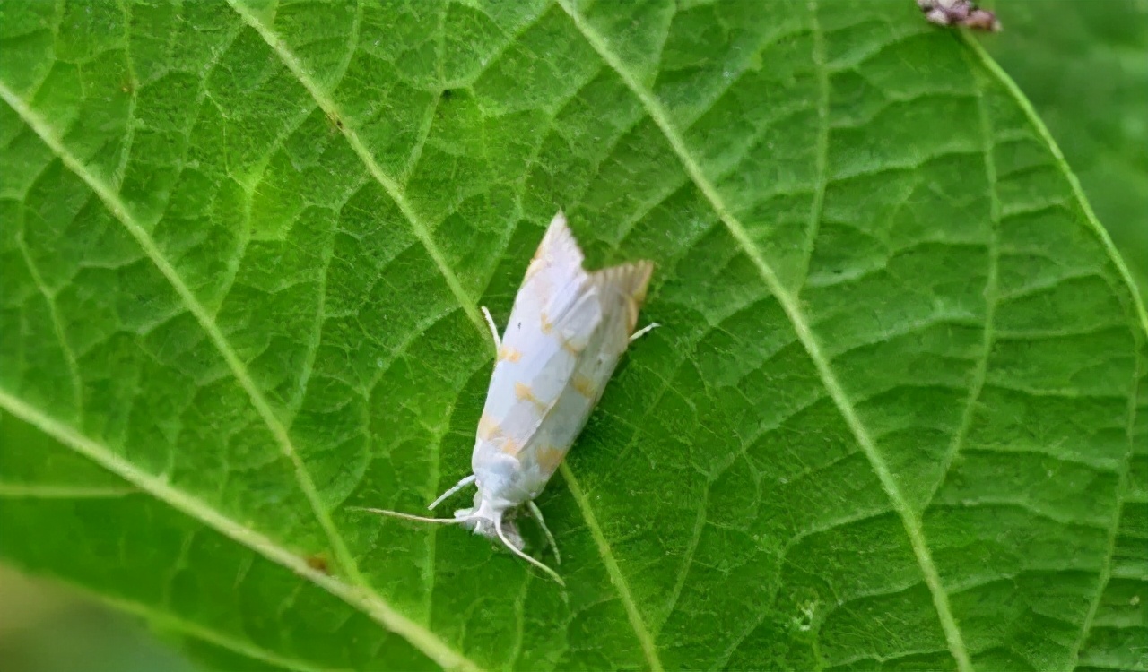 生物防治韭菜大葱病虫害,虫螨腈对大葱的病虫害防治