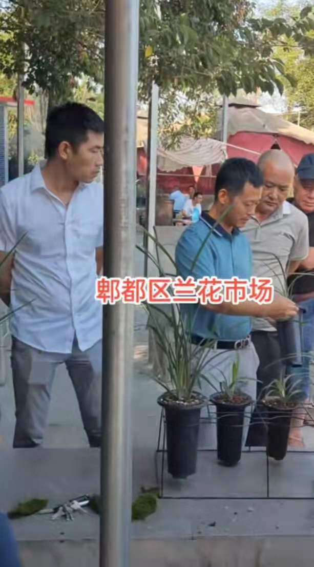 成都市兰花交易市场,温江兰花交易市场在哪