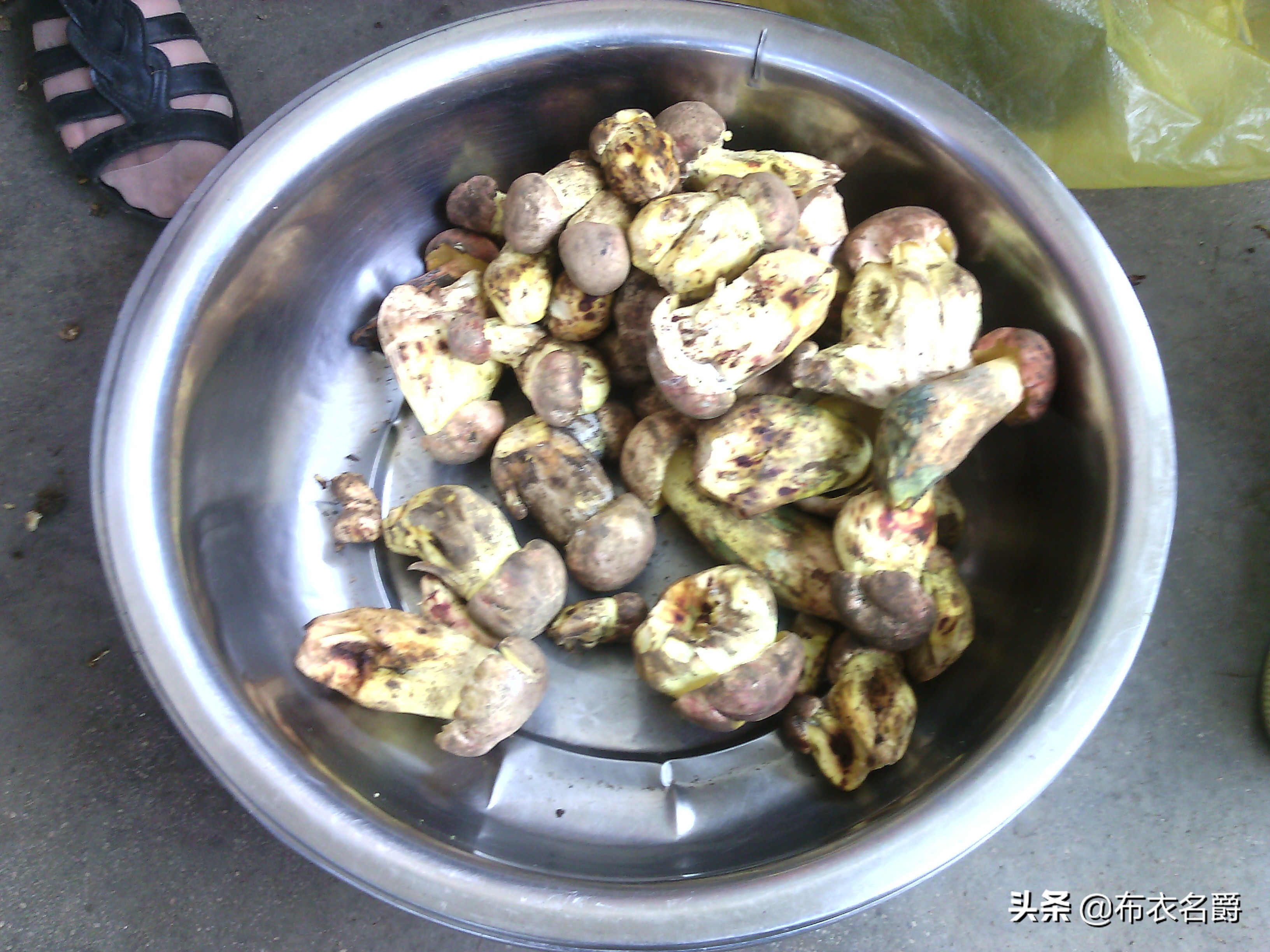 狗产后24小时内出现低血钙怎么办,宠物犬产后低血钙