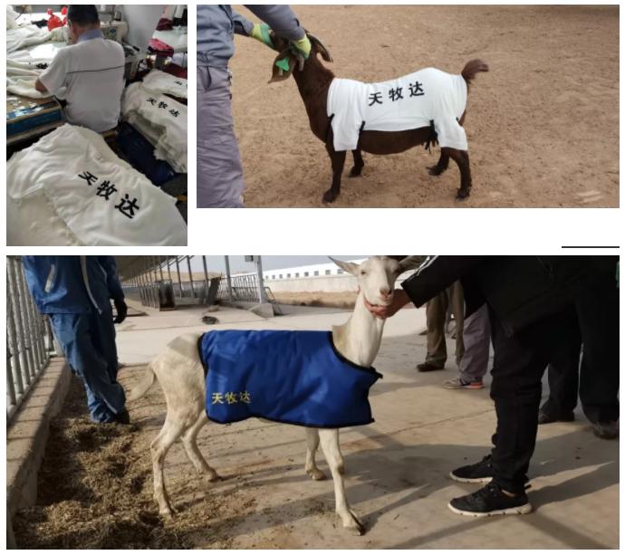 澳洲“飞来”930多只种羊空降银川