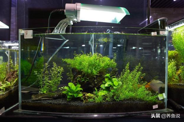 怎么把鱼缸水质偏碱调成偏弱酸,鱼缸水质ph值偏酸什么原因