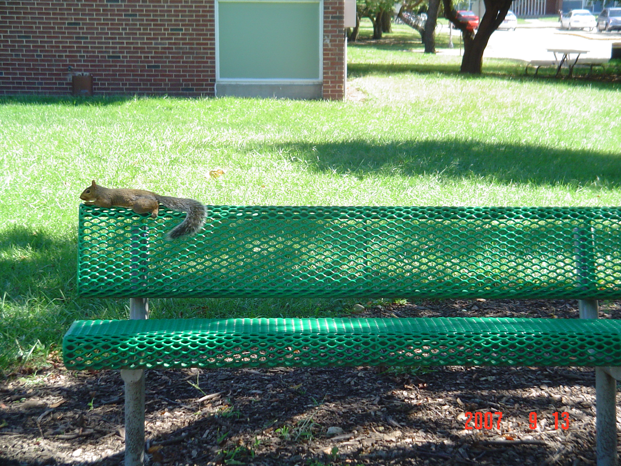 我的“大尾巴”,你在异国他乡还好吗?