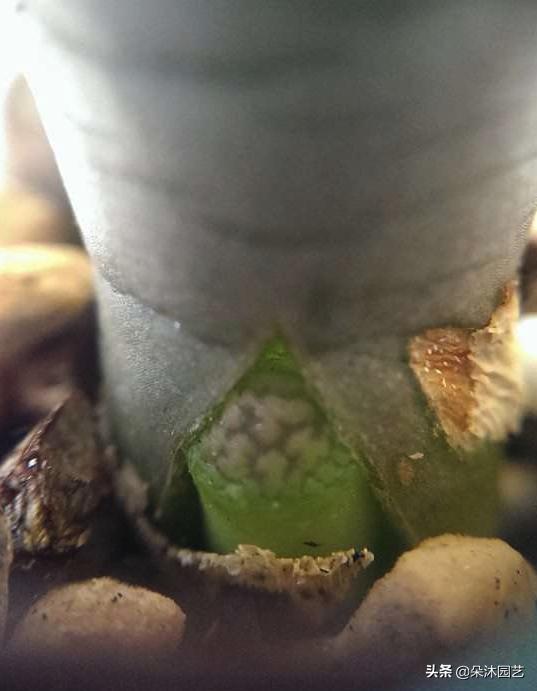 生石花扒皮看什么,生石花皮要扒吗