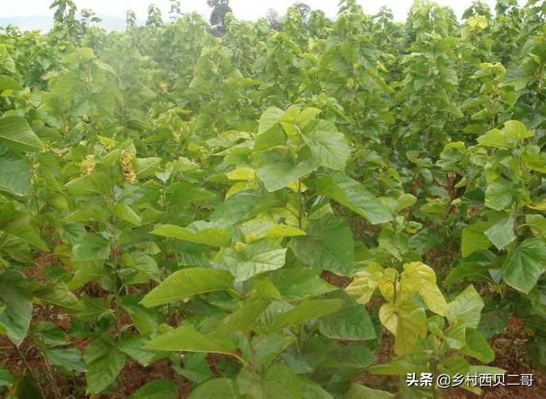 桑树种植技术资料大全,致富经桑树种植技术