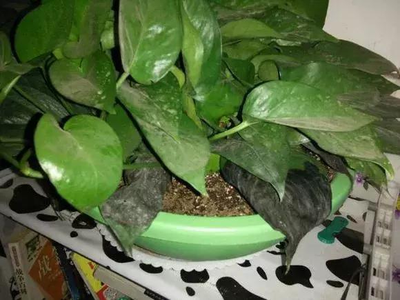 绿萝叶子烂解决方法,水培绿萝叶子开裂怎么办