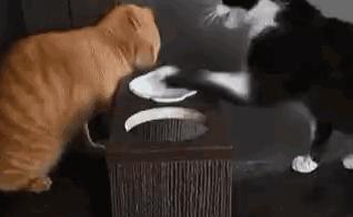 猫圈一定是魔咒吗,猫圈玄学黑猫