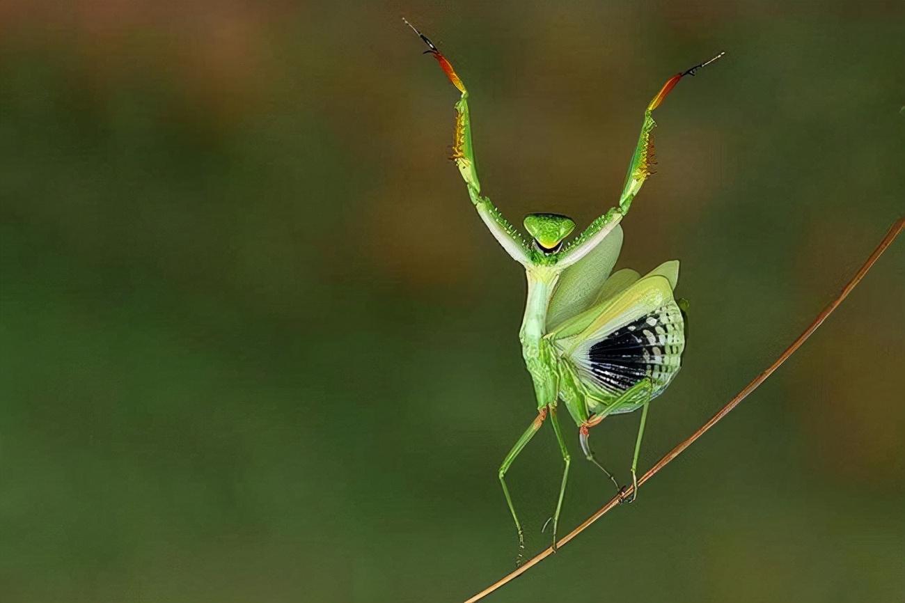螳螂繁殖为什么要吃掉自己的丈夫,螳螂繁殖要吃掉配偶