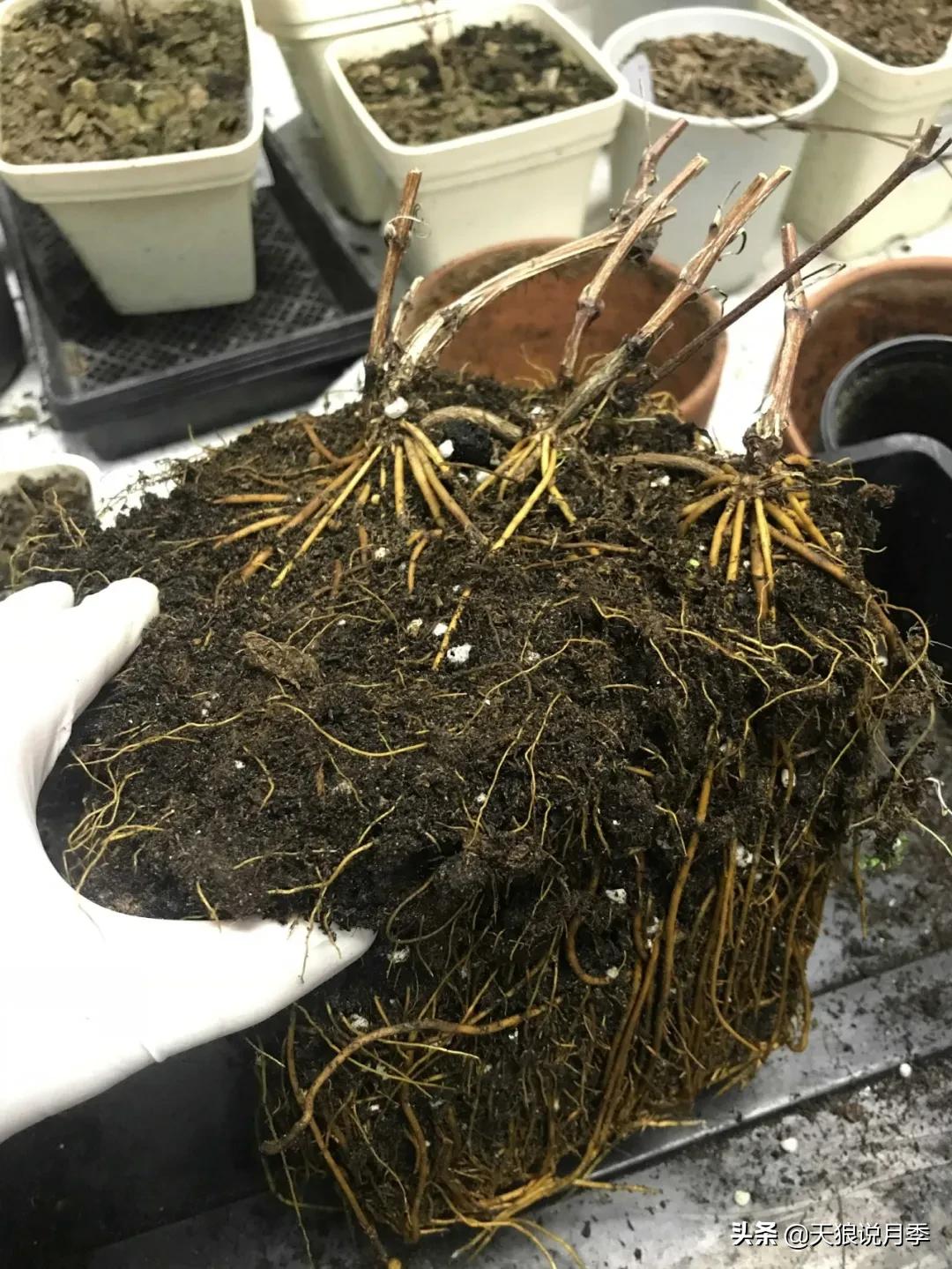 别人做梦都想要的花墙，他早就用铁线莲实现了