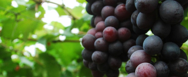 夏黑葡萄如何管理,夏黑葡萄如何上色