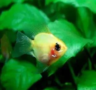 红色黄色的热带鱼是什么热带鱼,热带鱼类型有哪些