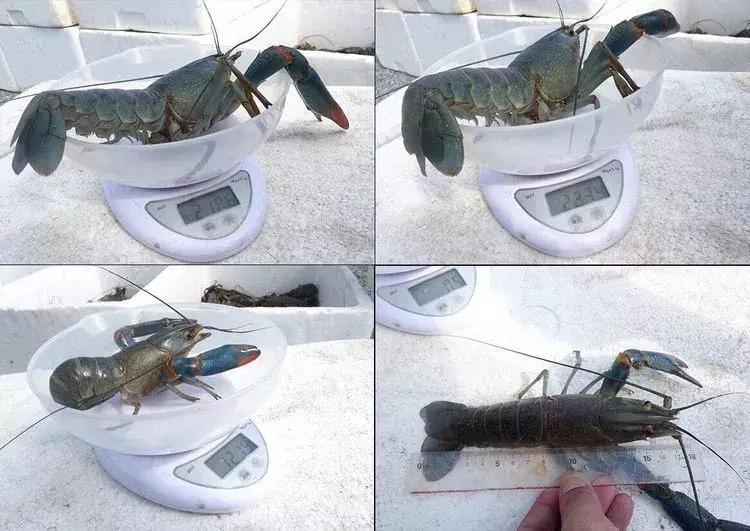 陵水龙虾鲜活,澳洲淡水龙虾鲜活发货