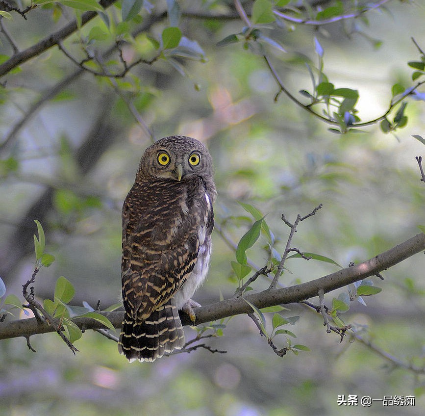鸟类名字生僻字,带有鸟字的生僻字