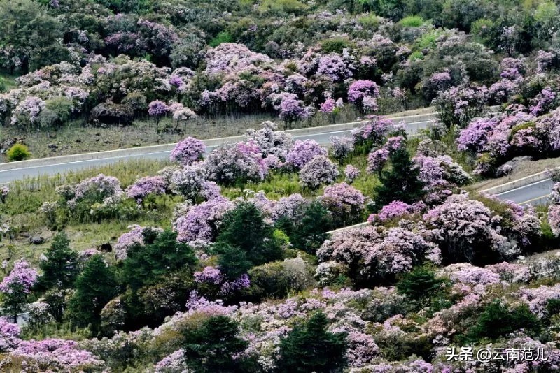 昆明周边五一去哪里,五一昆明周边搭帐篷