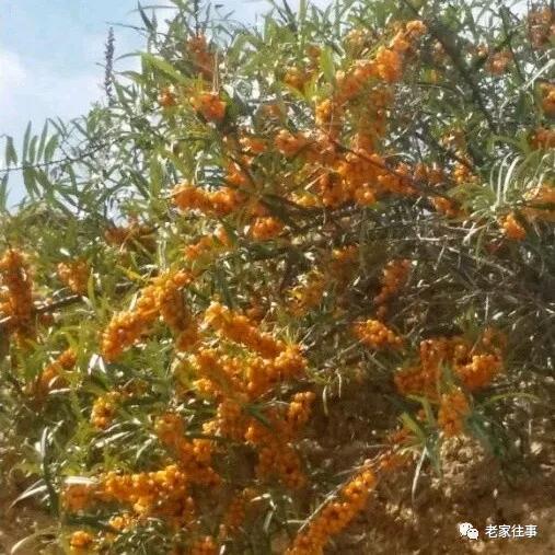 老家的印象和往事 (老家的印象介绍)