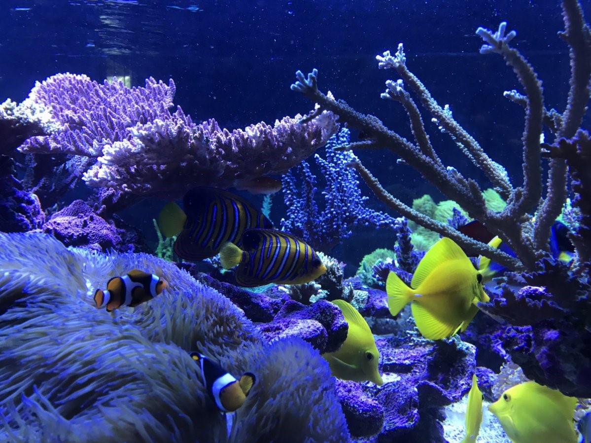 经典海水礁岩生态缸分享，180×120×60厘米三面观赏海缸