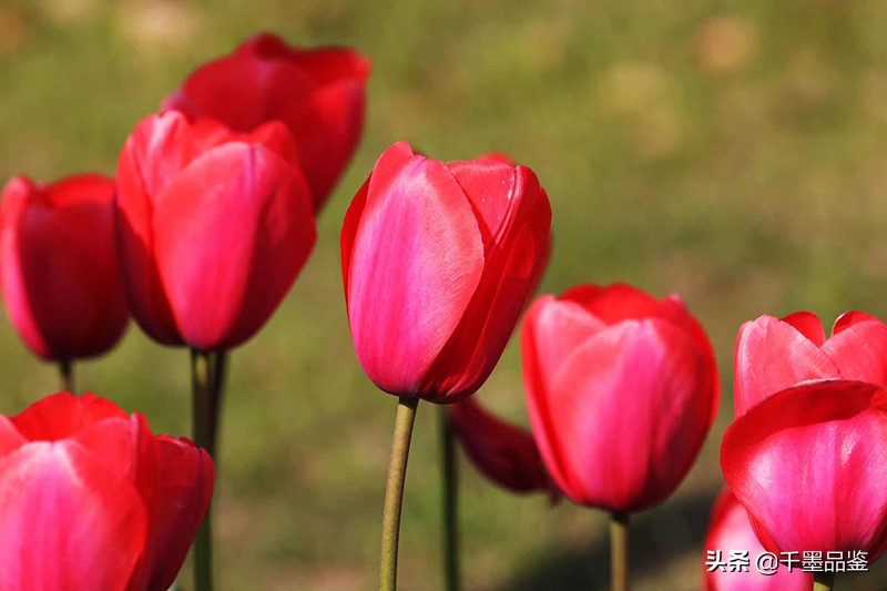静物摄影作品欣赏郁金香,郁金香的摄影作品欣赏