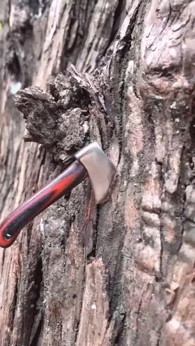 老虎：这是我准备养大吃的，你来凑什么热闹