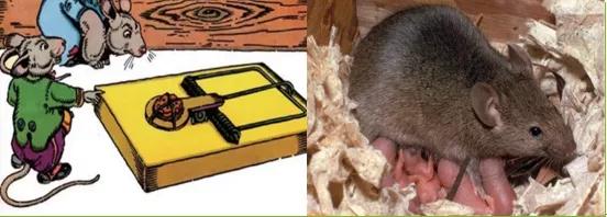 天气热如何灭蚊虫幼虫,夏季怎么消杀去蚊子