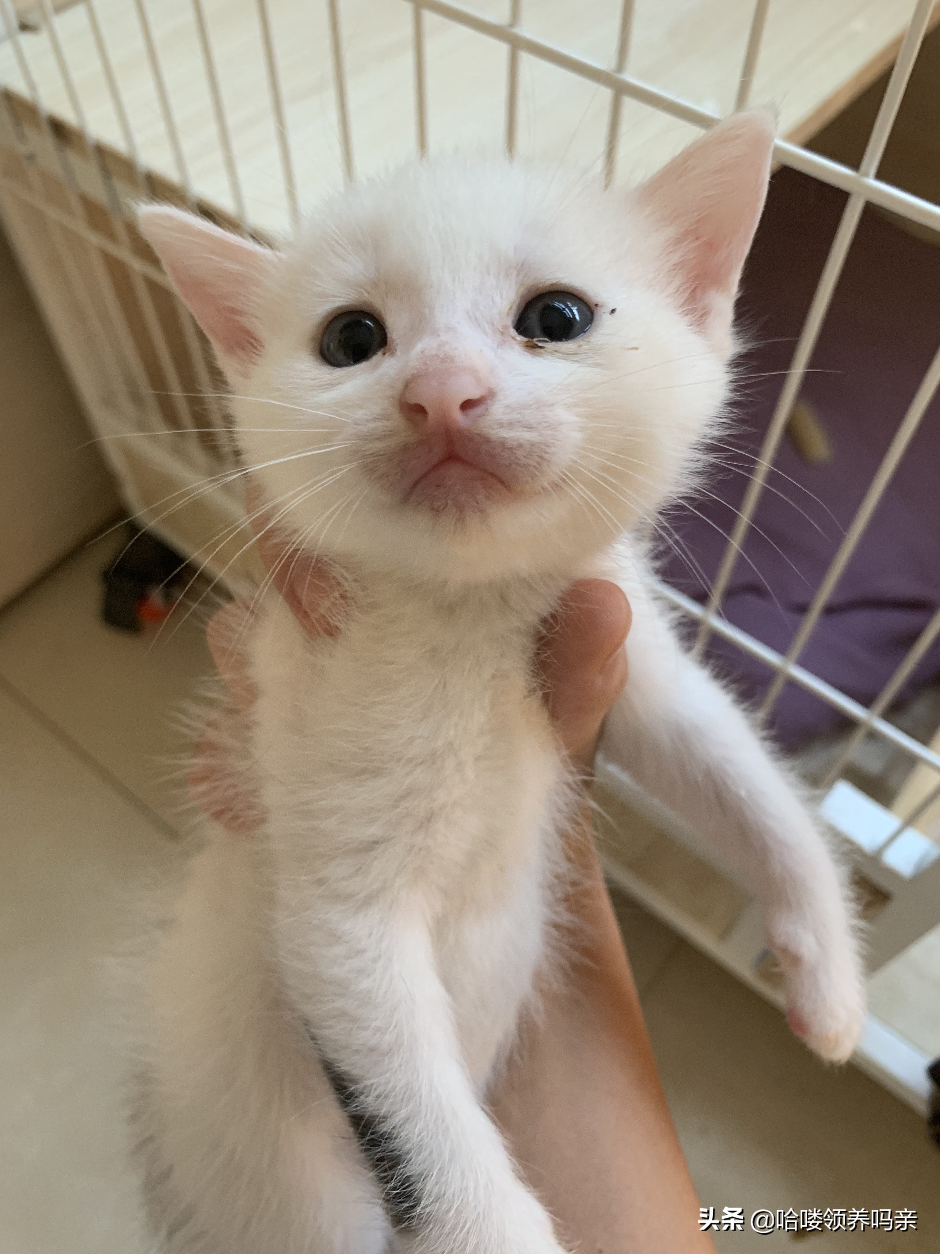 猫咪乳糖不耐受吃什么猫粮,猫咪不爱喝奶该如何解决